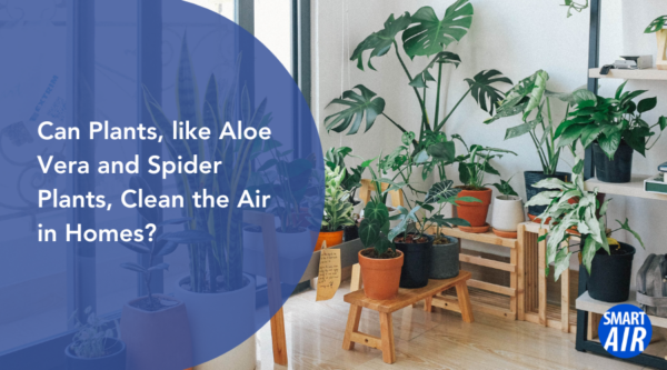 can plants clean the air in homes